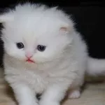 Персидские котята Bebies на продажу