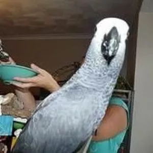 Пара Говоря африканских серые попугаи для принятия - Оба ДНК Pro
