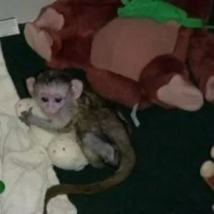 Очаровательная и здоровой капуцин обезьян по усыновлению