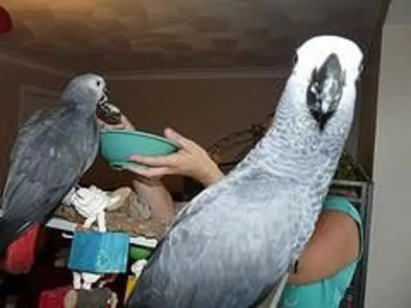 Пара Говоря африканских серые попугаи для принятия - Оба ДНК Pro