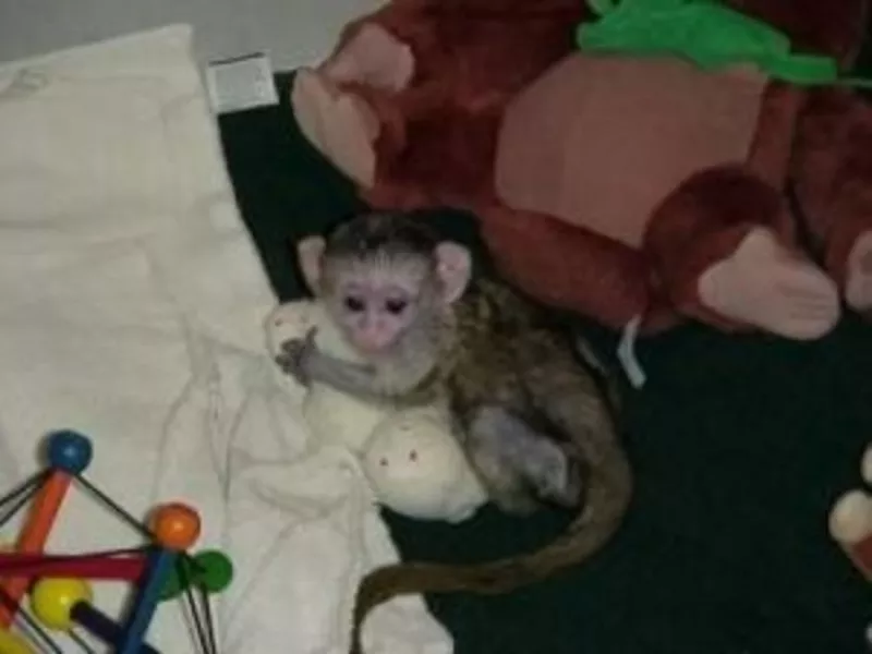 Очаровательная и здоровой капуцин обезьян по усыновлению